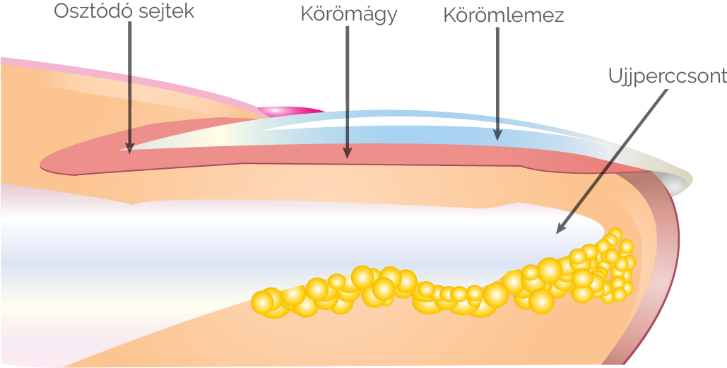 szőrszál